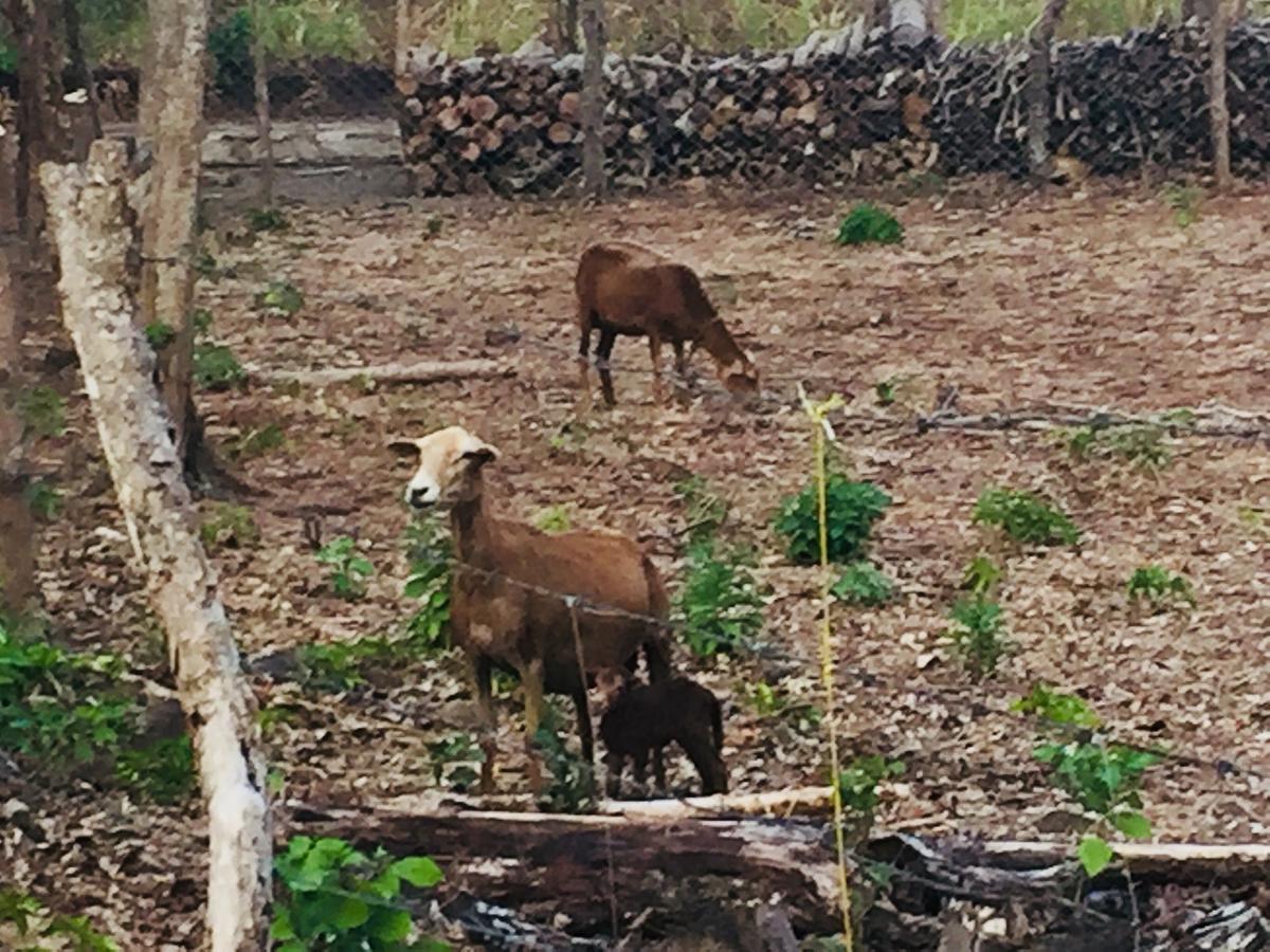 Finca Del Sol Eco Lodge Santa Cruz Εξωτερικό φωτογραφία